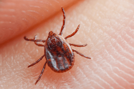 Safely Remove a Tick