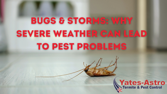 post-storm pest control in Savannah