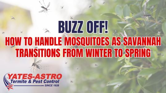 Spring mosquito control in Savannah