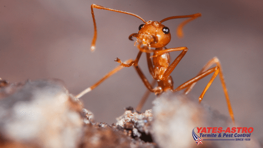 Fire Ant Pest Control Savannah