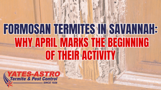 Formosan termites Savannah GA