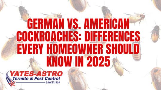 German vs. American cockroaches differences