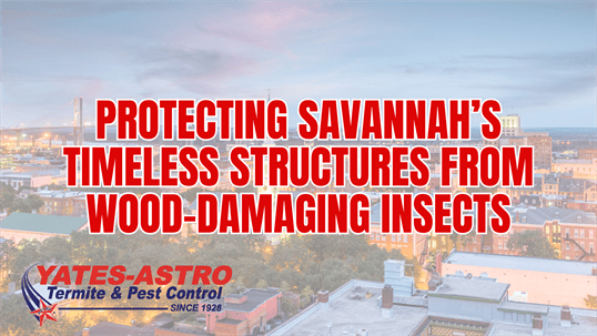 termite control in Savannah