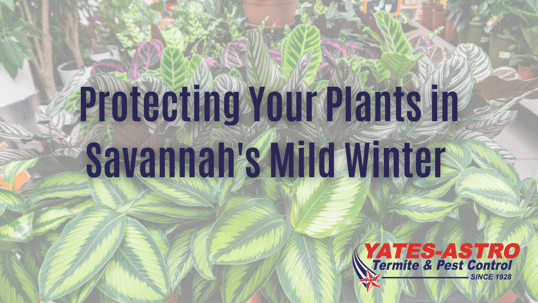Savannah winter garden pest control
