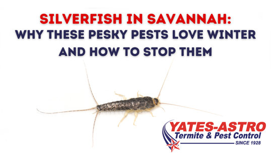 silverfish prevention in Savannah