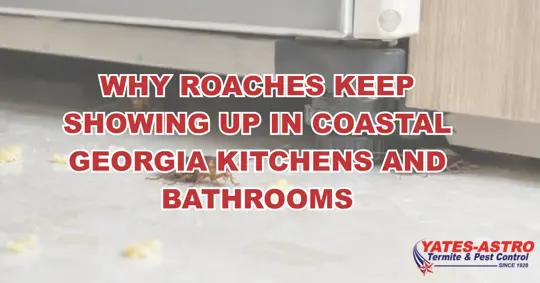 Cockroach on kitchen floor for Yates-Astro blog about roaches in Coastal Georgia kitchens and bathrooms