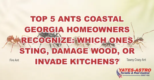 Top 5 common ants Coastal Georgia homeowners may recognize, including fire ants, carpenter ants, Argentine ants, odorous house ants, and tawny crazy ants