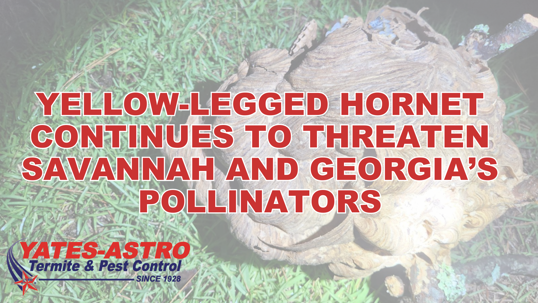 yellow-legged hornet in Georgia