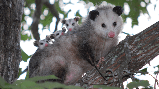 Mom Opossum on branch with three babies on her back.