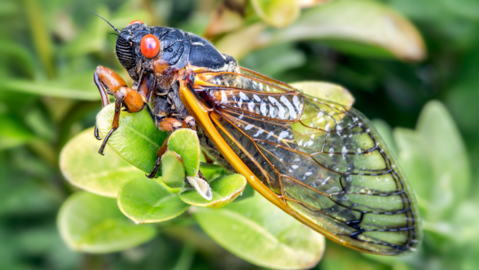 Cicadas in Georgia