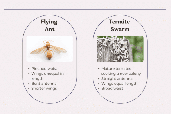 Flying Ant Vs Termite