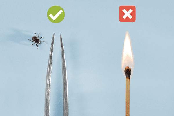 How to Safely Remove A Tick