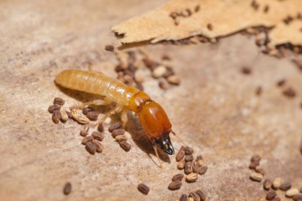 Life Cycle of a Termite