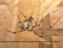 American house spider