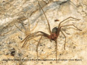 Brown recluse spider