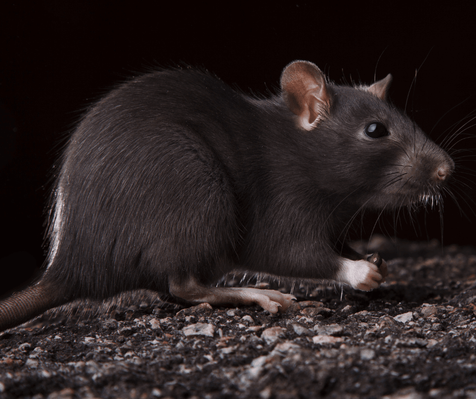 Diseases Spread by Rodents