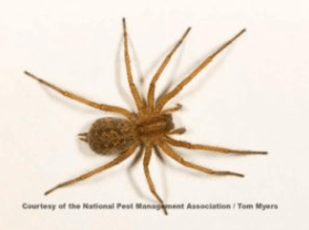 Hobo spider