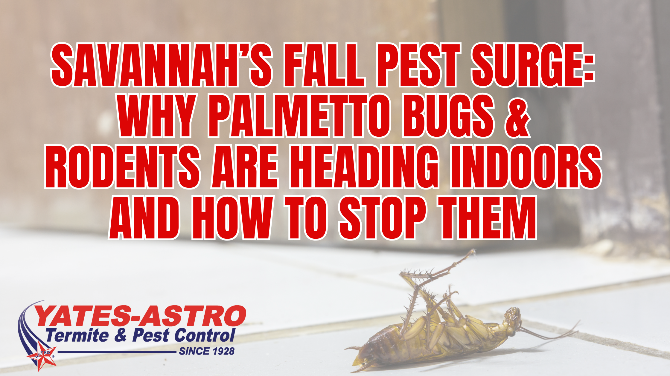 Savannah’s Fall Pest Surge Why Palmetto Bugs & Rodents Are Heading