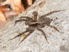 Wolf spider