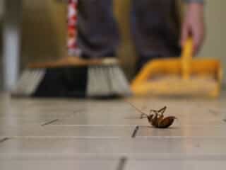 Broom sweeping up a dead cockroach 
