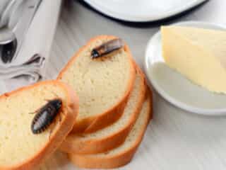 Cockroaches on some pieces of bread