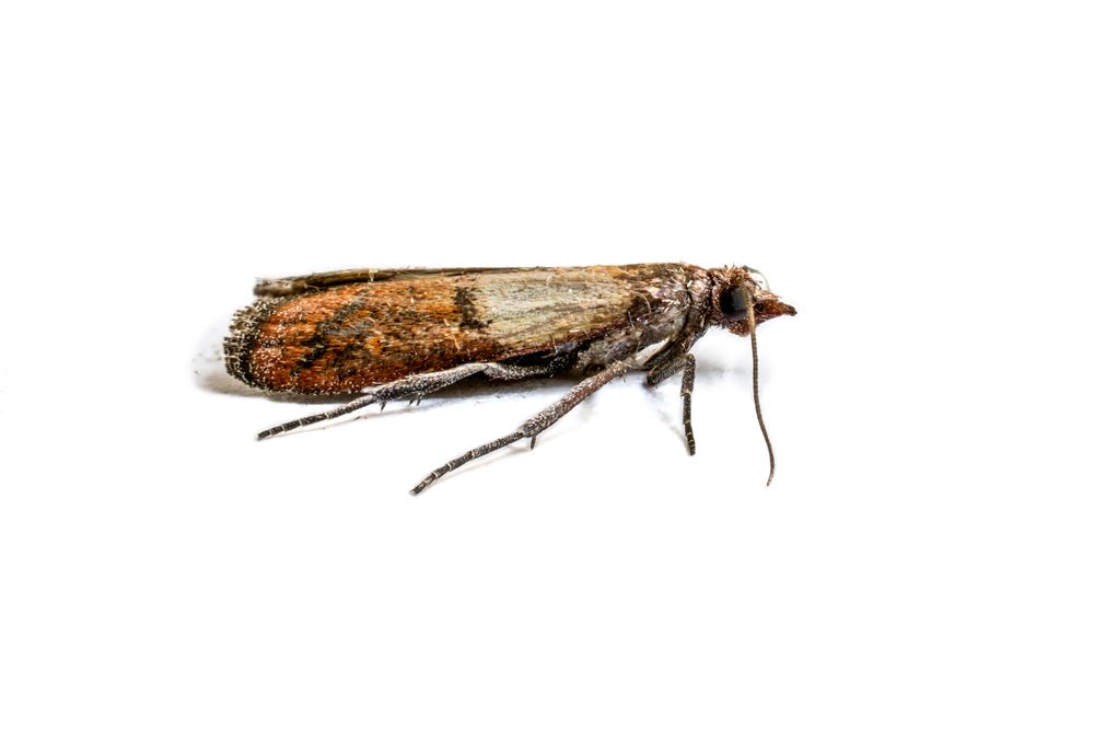 How to Get Rid of Pantry Moths & Prevent Infestations