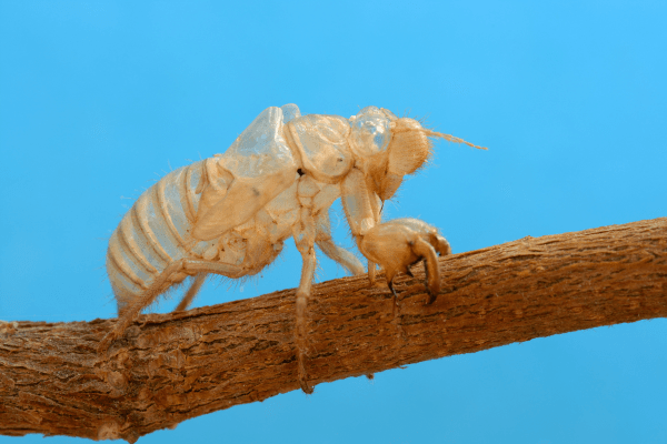 Life Cycle Of Cicada